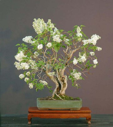 šeřík v podobě bonsaje