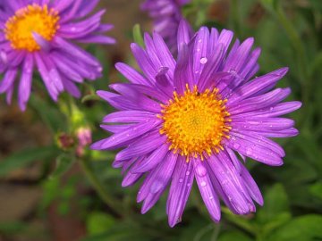 hvězdnice alpská Aster alpinus