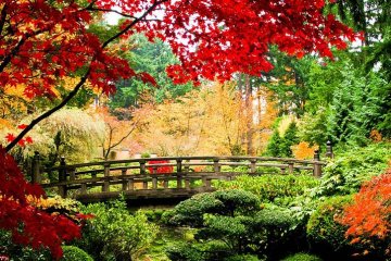 barevně zbarvené javory bývají hlavní podzimní atrakcí japonských zahrad