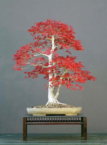 javor dlanitolistý Acer palmatum, bonsaj stará 50 let