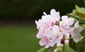 Průhonický park nejvíce proslavily kvetoucí rododendrony
