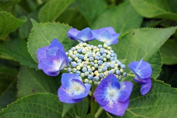 modré hortenzie potřebují dostatek hliníku v půdě