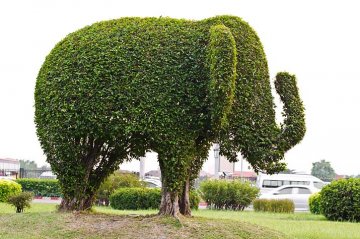 Topiary: pokud máte dostatečně prostornou zahradu, můžete si pořídit třeba slona