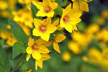 vrbina tečkovaná má nepřehlédnutelné žluté květy
