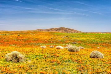 kalifornský mák v rezervaci Antelope Valley Kalifornie Poppy Reserve