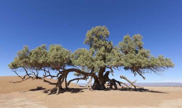 některé druhy tamaryšků dokáží přežít i drsné pouštní podmínky