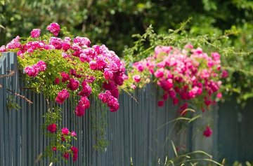 popínavé růže zdobí i venkovní část plotu