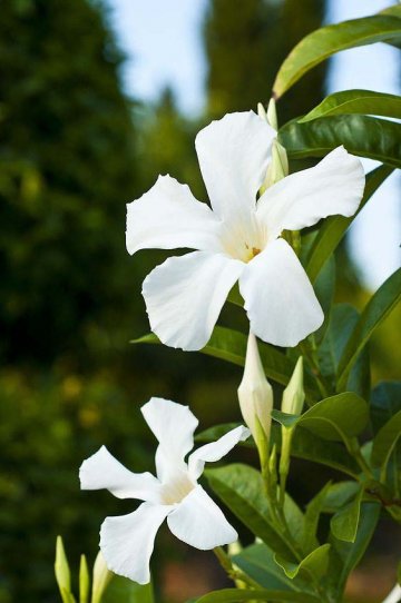 pro bílé voňavé květy se Mandevillám přezdívá chilský jasmín