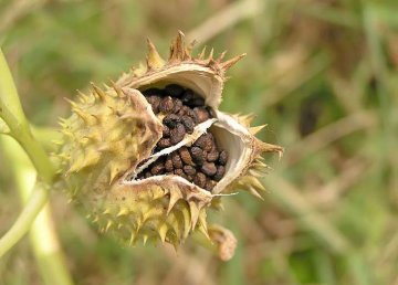 durman Datura tobolka s množstvím jedovatých semen