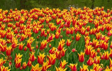 červenožluté květy tulipánů vyniknou v ploše