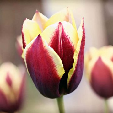 tulipán Gavota byl vyšlechtěn v Čechách