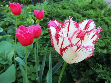 tulipán ze skupiny třepenitých