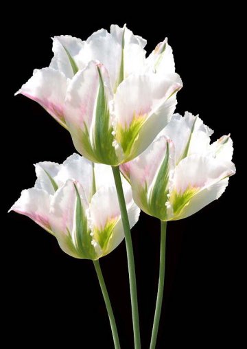 tulipány ze skupiny viridiflora mají na květu zelenou barvu