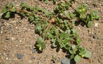 šrucha zelná jako plevel foto Wikipedia Ethel Aardvark