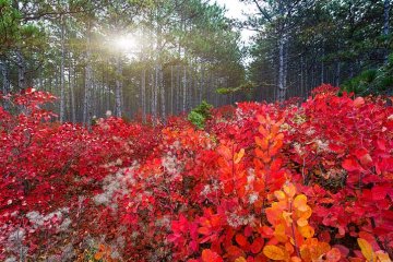 ruj vlasatá na Krymu vytváří na podzim iluzi hořícího lesa