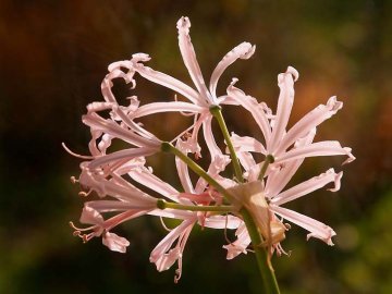 Nerinka (Nerine Bowdenii) ozdobí skalku sytě růžovými květy