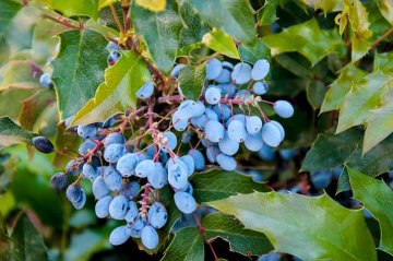 mahonie cesmínolisté má modré plody