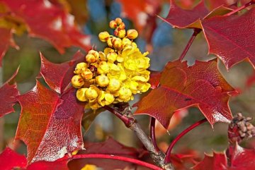 v zimním období se listy manohie zbarvují vínově až červeně