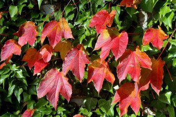 červené listy loubince na podzim oživí zeleň břečťanu