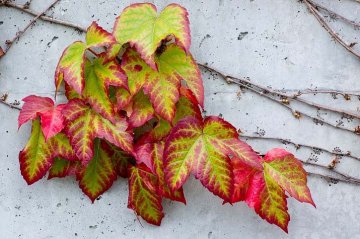 listy loubinců se na podzim zbarvují do sytě červených barev