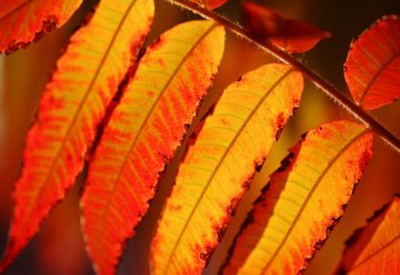 škumpa ocetná se na podzim zbarvuje od žlutých přes oranžové do červených tónů