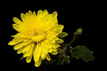 žluté květy chryzantém okouzlily japonské císaře