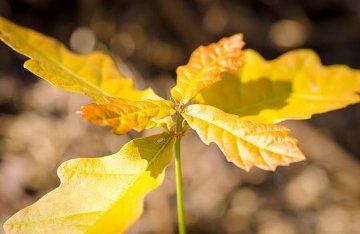 listy dubů se na podzim zbarvují do žluta