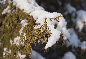je-li sníh hodně mokrý, přináší větvím nadměrnou zátěž