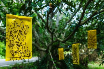 žluté lepové desky signalizují výskyt škůdců