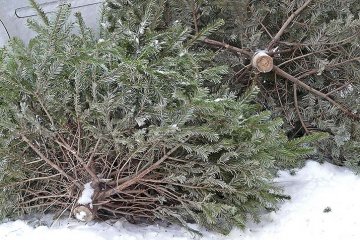 Likvidace vánočních stromků: vysloužilé stromky nepatří do popelnic, ale vedle nich