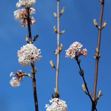 Kalina Viburnum farreri