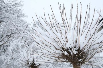 řez stromů - katalpa trubačovitá v zimním období