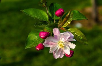 květy okrasných jabloní mají různý tvar i barvu