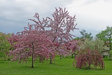 kvetoucí okrasné jabloně
