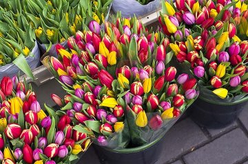 trh s tulipány v Amsterodamu