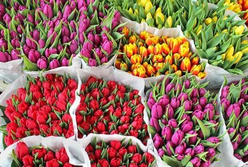 tulipány se staly nizozemským národním symbolem
