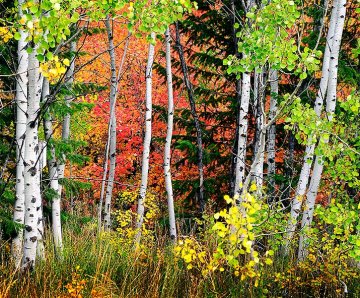 bříza bílá v kontrastu s podzimním zbarvením okolních stromů