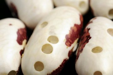 larvy zrnokaze dokáží semena fazolí proděravět velmi důkladně