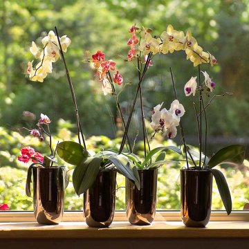 vyšlechtěné orchideje můžete pěstovat i v bytě