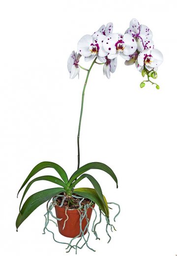 můrovec patří mezi orchideje, který svědčí vlhčení listů i vzdušných kořenů