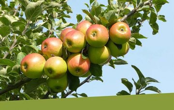 lesklá reneta, velmi stará odrůda jabloně