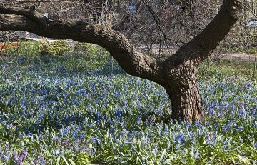 koberec modrých ladoněk nechává vyniknout mohutnému kmeni starého stromu