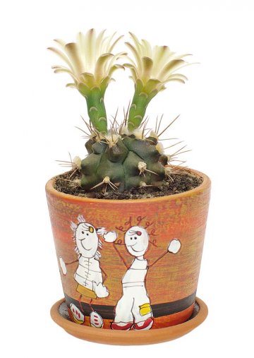 kaktus si přímo říká o žertovný obal květináče