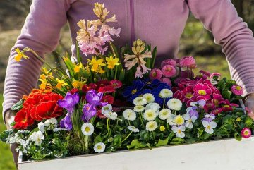 pestrá nabídka květů pro jarní truhlíky