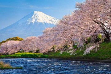 sakury kvetoucí u řeky pod horou Fuji