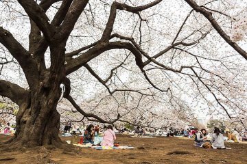Hanami, svátek obdivování sakur v tokijském parku