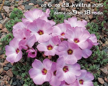 šťavel devítilistý (Oxalis enneaphylla) z plakátu k výstavě