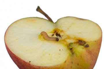 jablko napadené obalečem jablečným