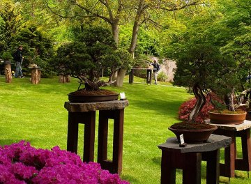 jubilejní výstava bonsají v pražské botanické zahradě v Troji