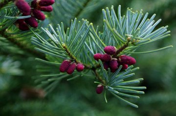 jedle líbezná Abies amabilis Spreading Star arboretum Kostelec n.Č.l.